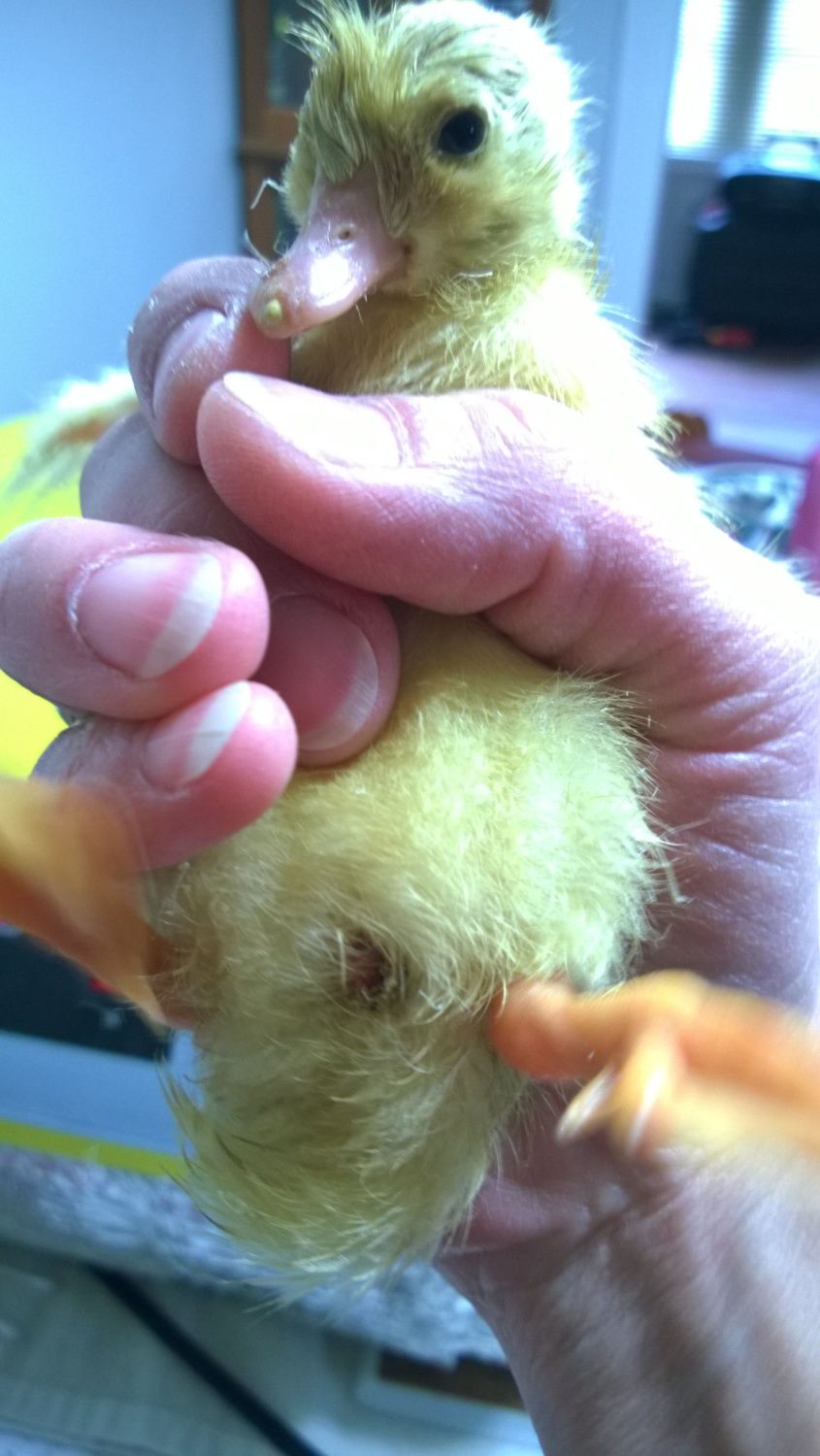 PLEASE HELP OMG!!!!! Yolk sac attached