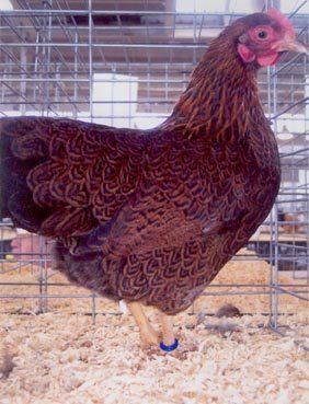 What is a Cherry Egger? - Page 2