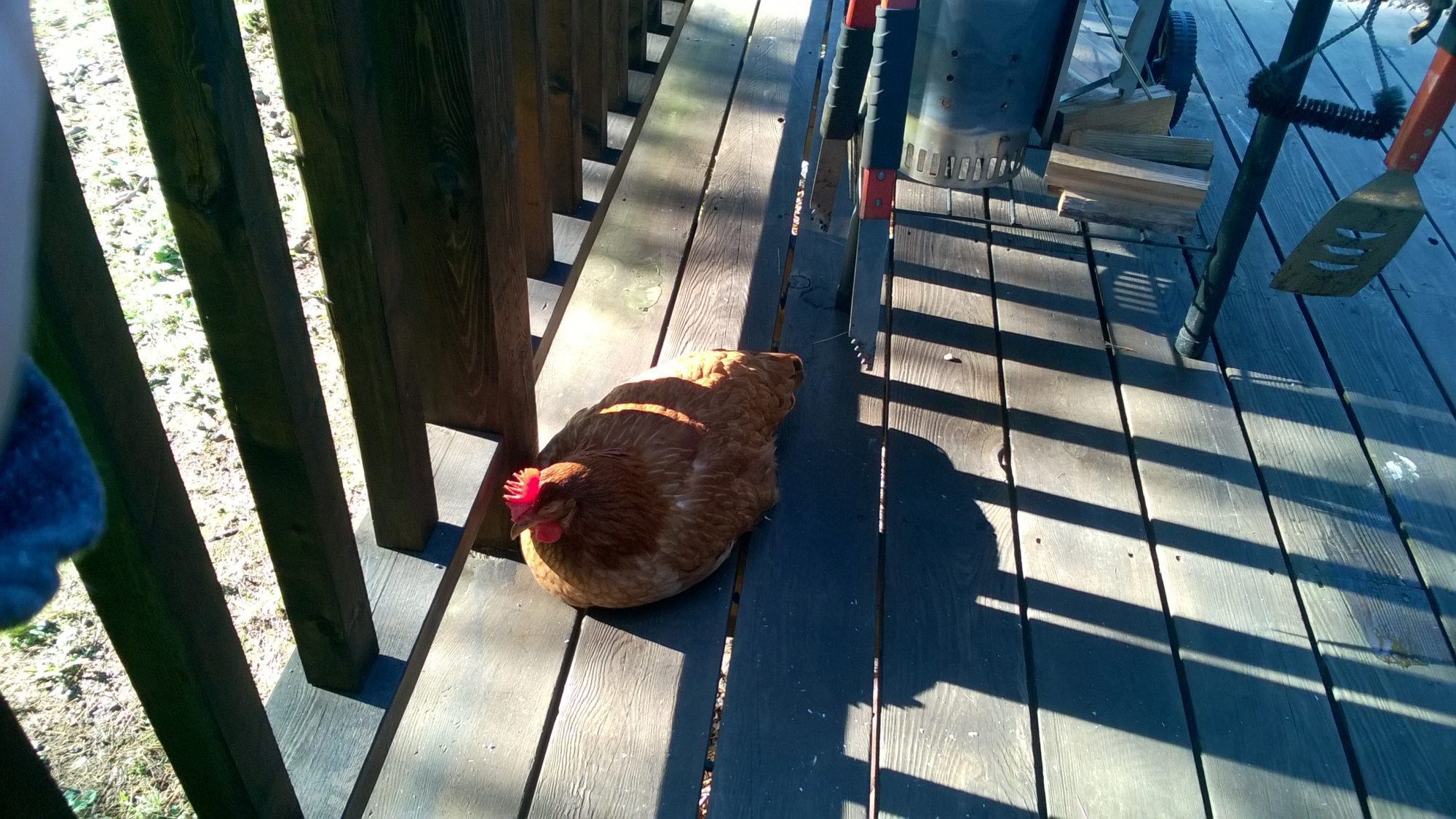 Help my chicken is limping 