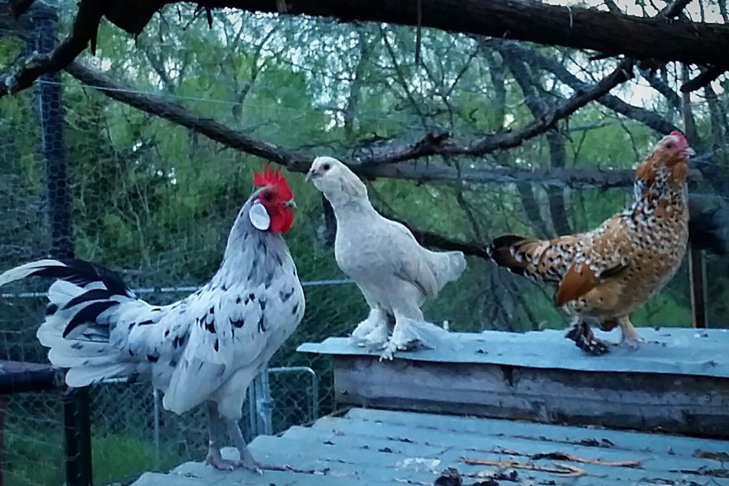 Light Brown Splash Dutch Bantams