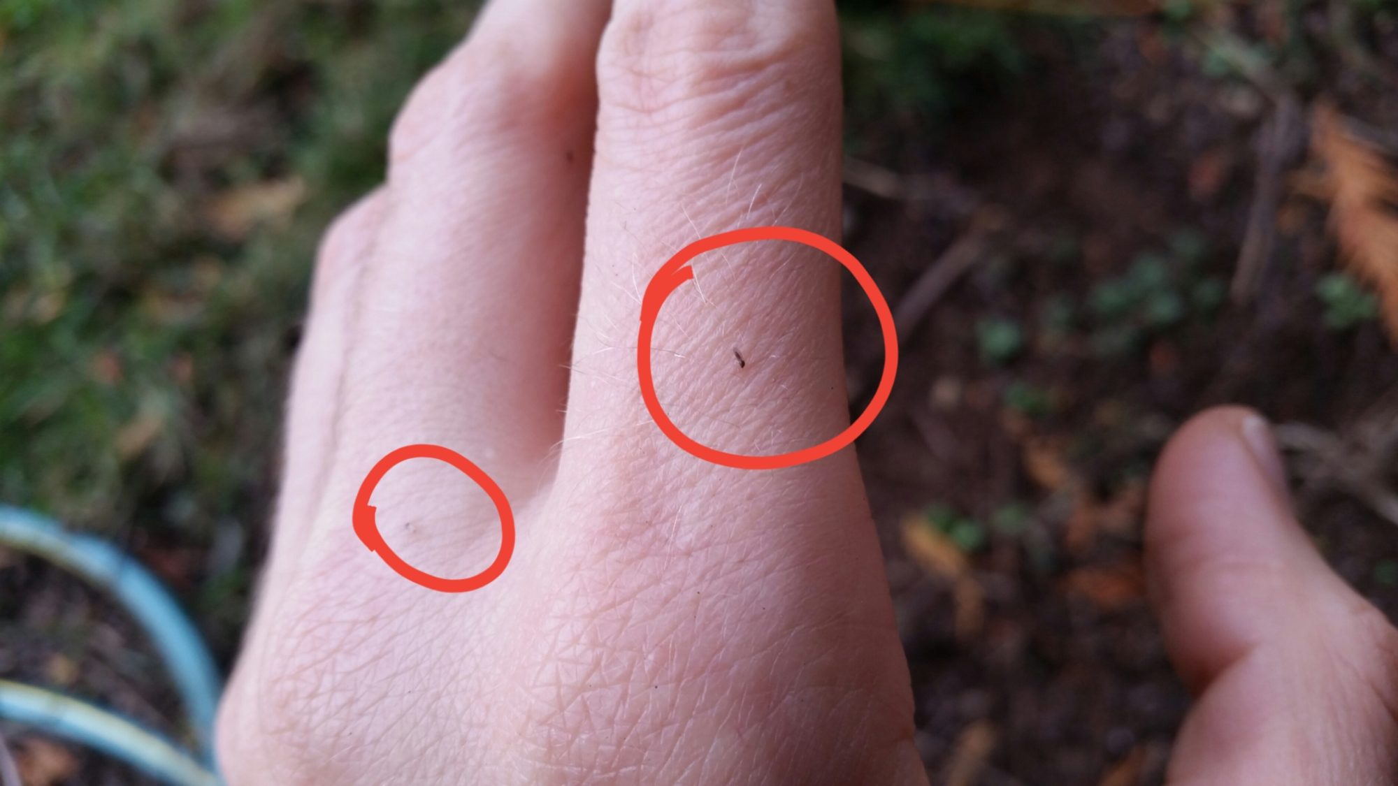 Please Help Me Identify This Tiny Bug That Bites Me