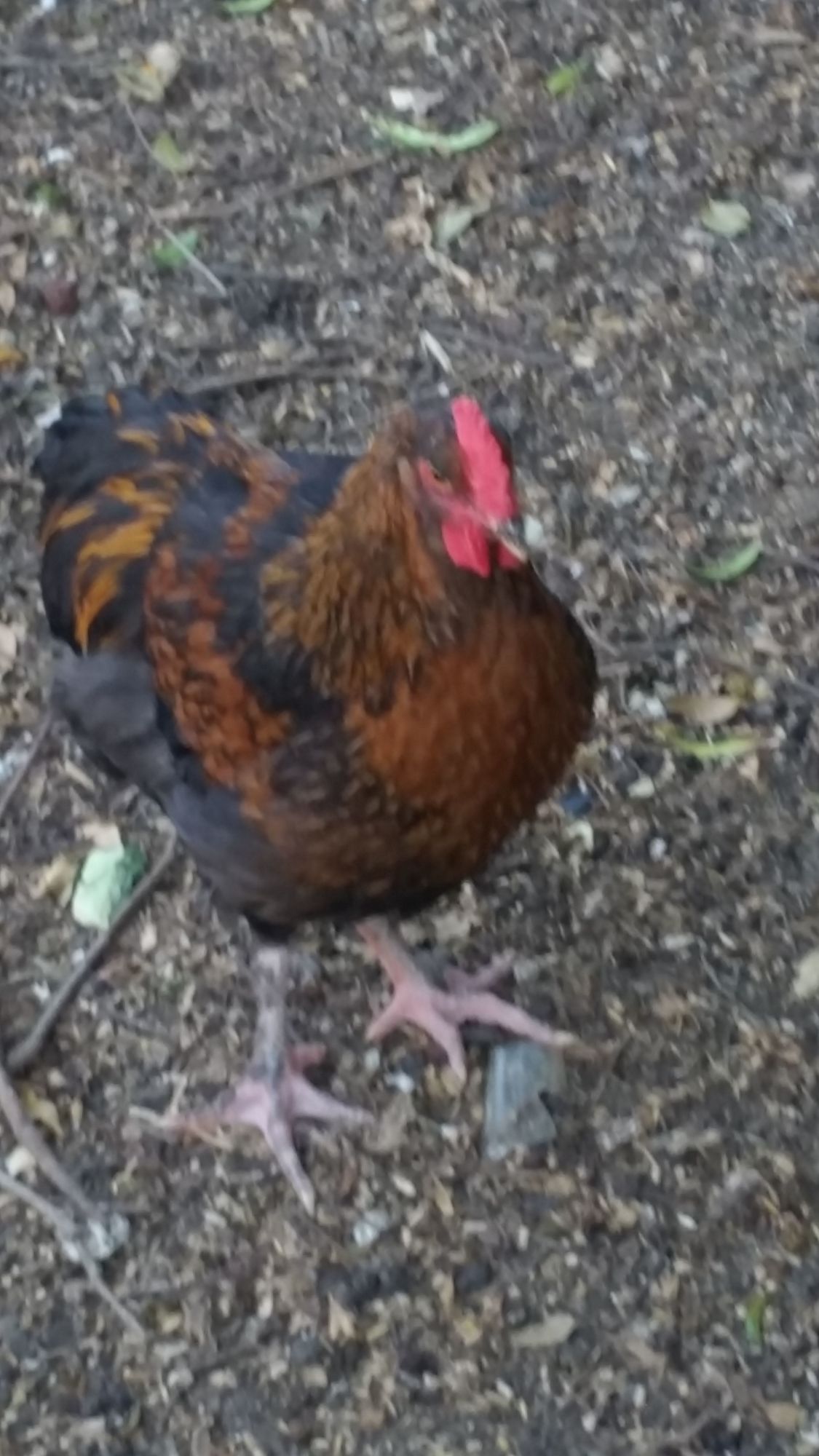 Black Copper Marans; Roo or hen?