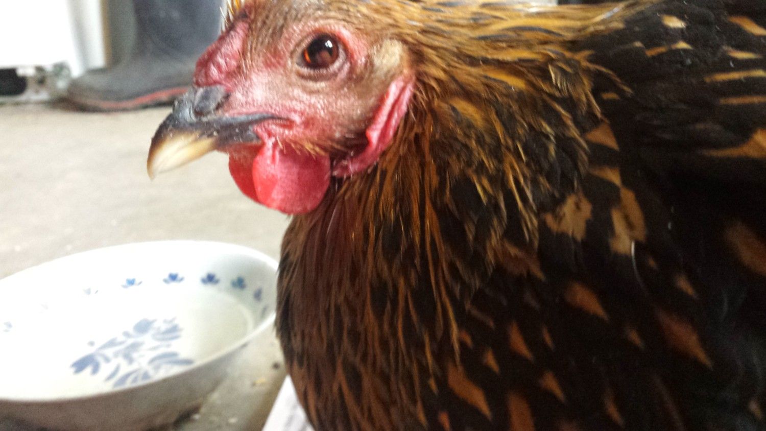 Is my chicken blind? Pics of injured eye Recovered!