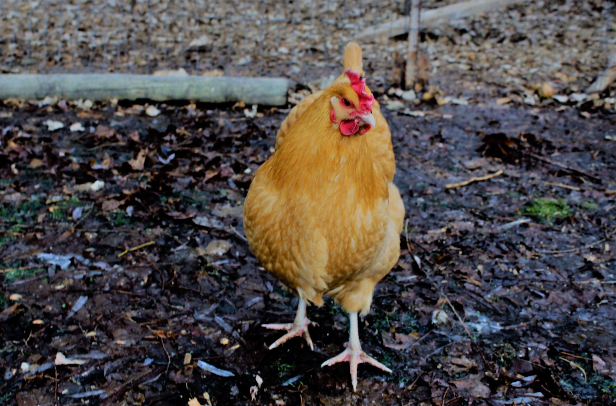 Chickens Vs Ducks Page 473