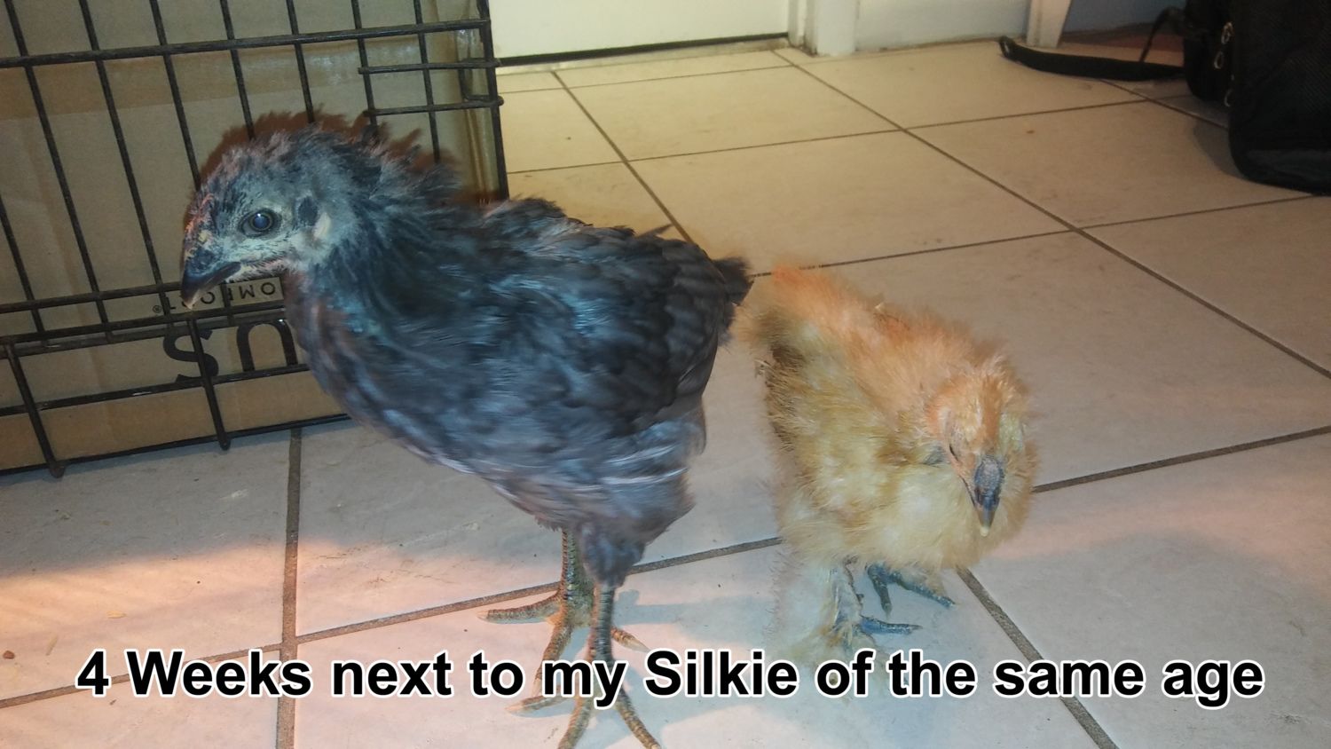 Rural King Mystery Chicken