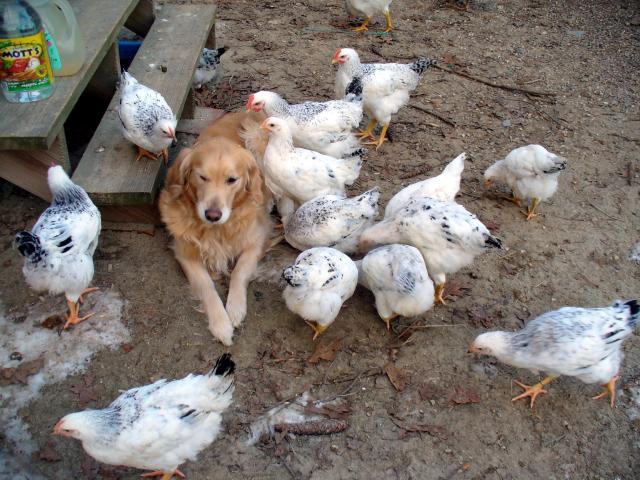 http://www.backyardchickens.com/image/id/5679770