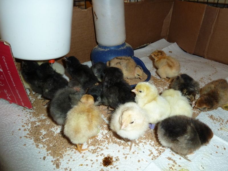 Keeping LITTER out of water and food in homemade brooder?!