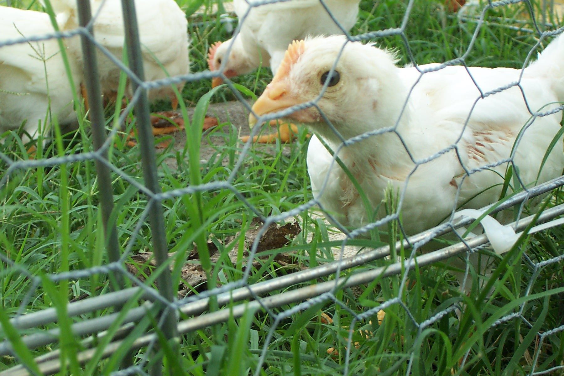 White Leghorn Roo crossed with RIR Hen Is the chick male or female?