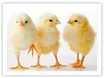 raising-chickens-hatching-eggs-chicks.jpg