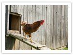 raising-chickens-housing.jpg