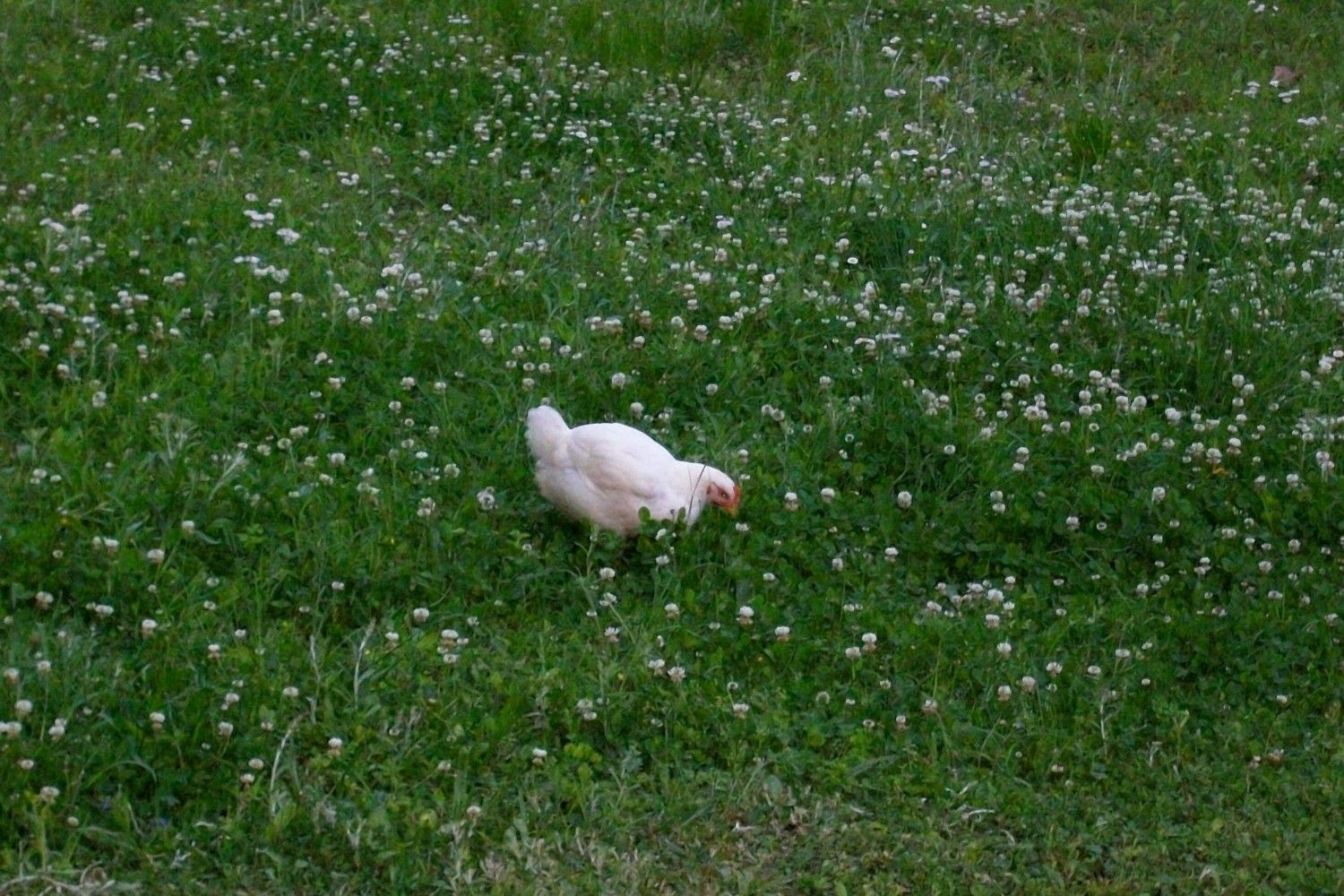 ZC