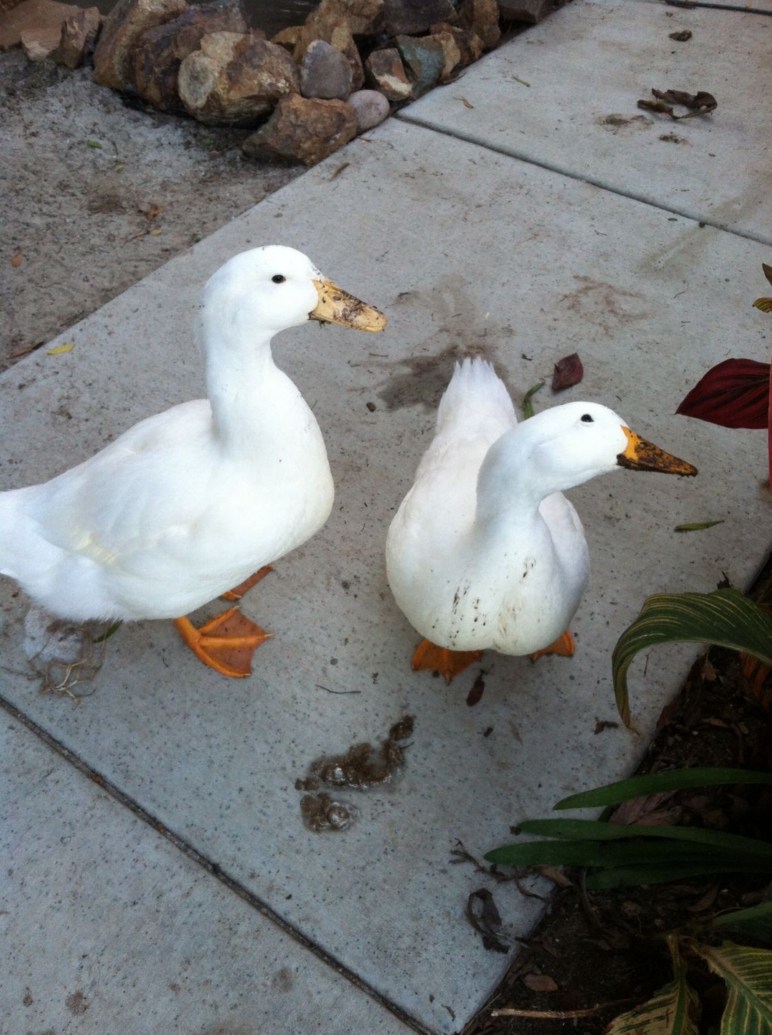 What Color are Pekin duck eggs?
