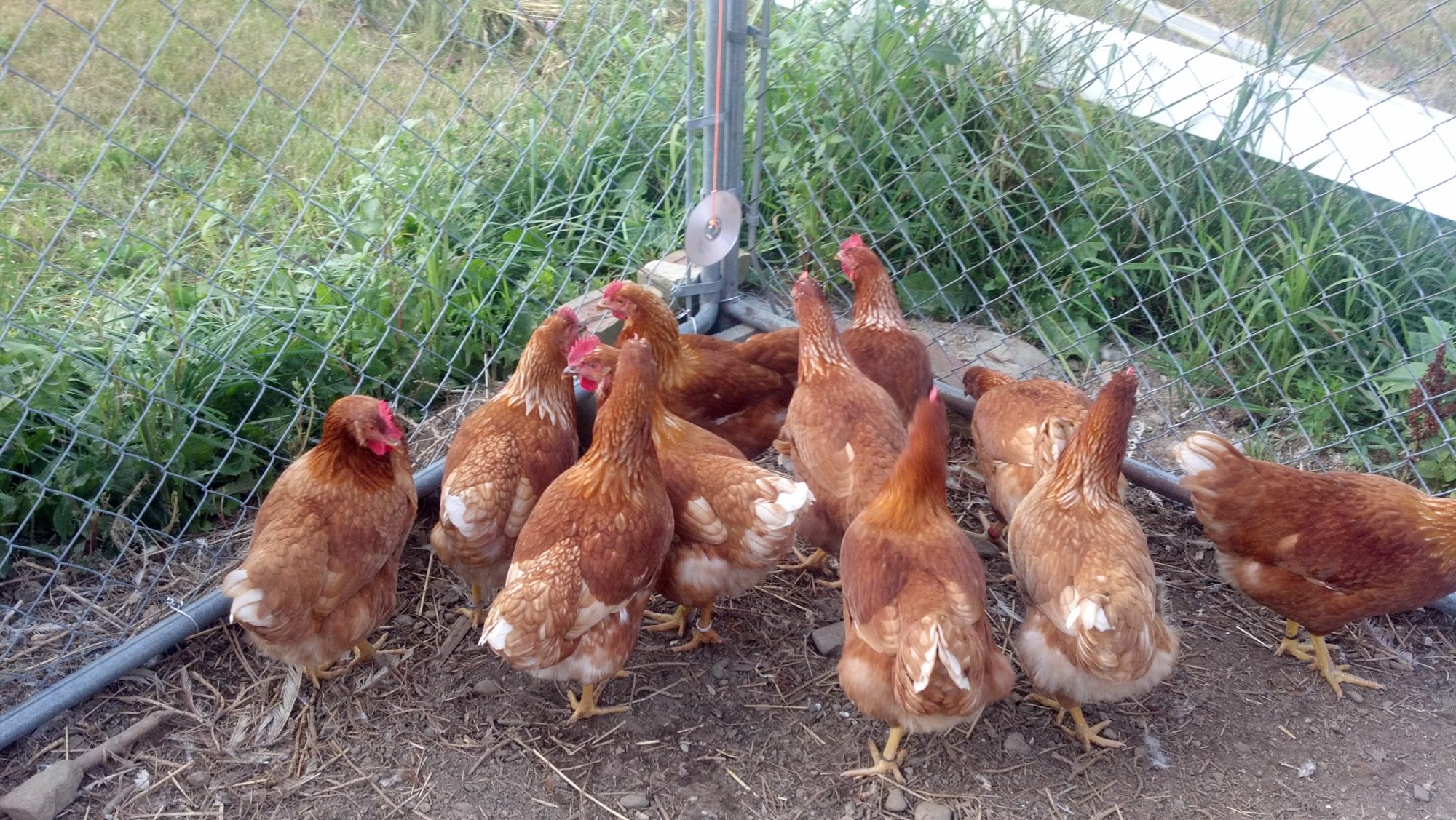 How to Keep Chickens From being Bored