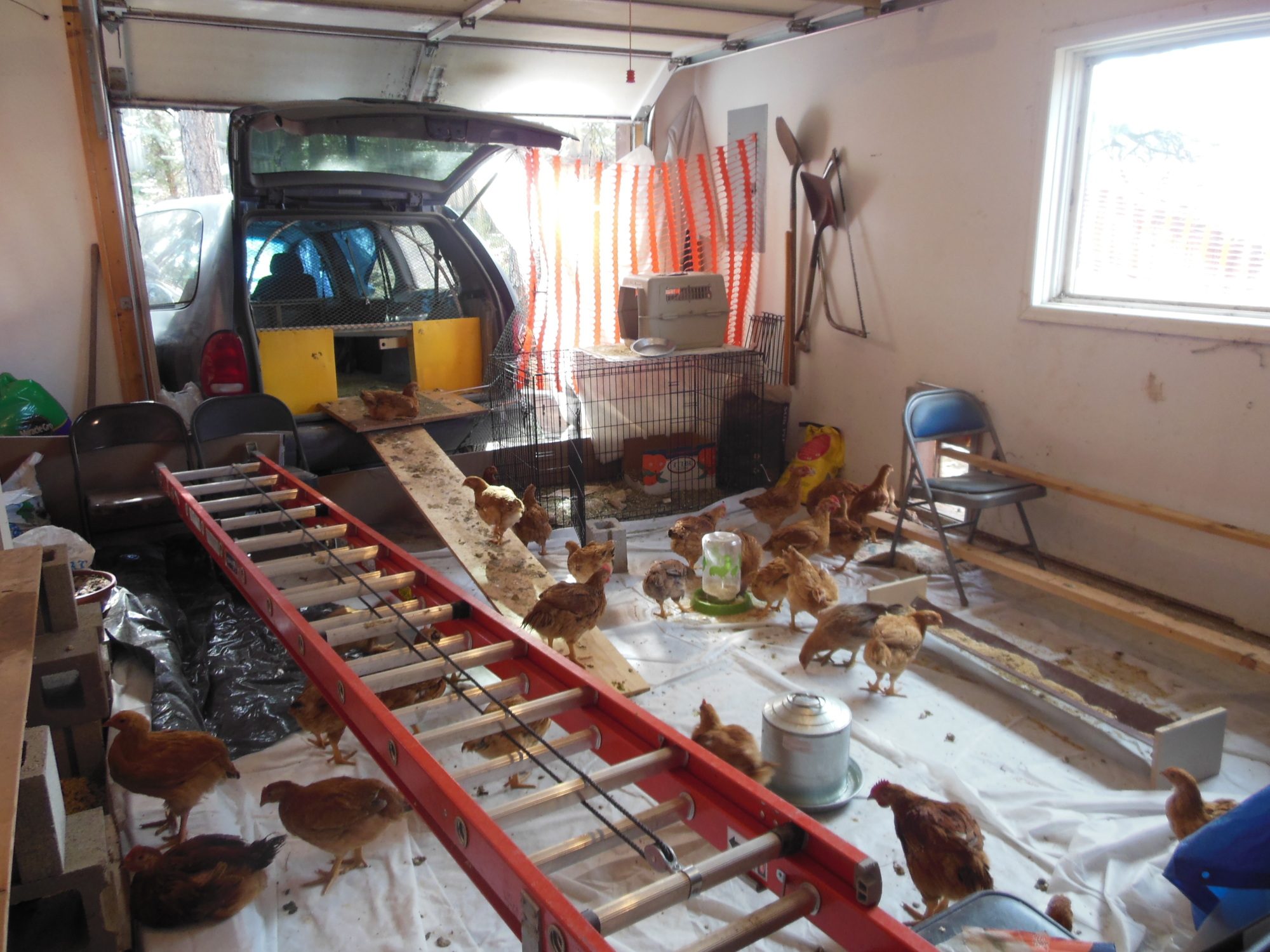 Minivan Mobile Coop BackYard Chickens Community