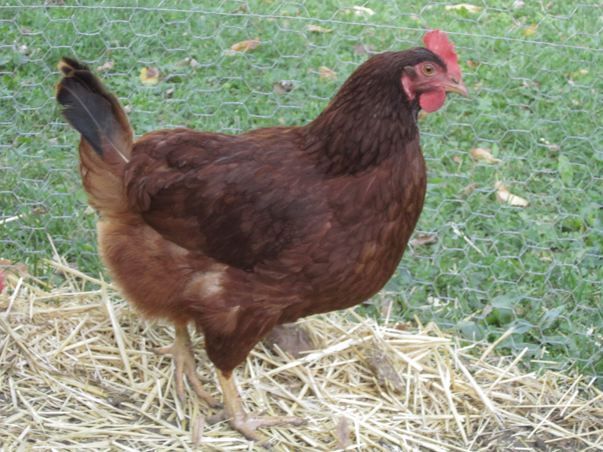 Chicken Color List