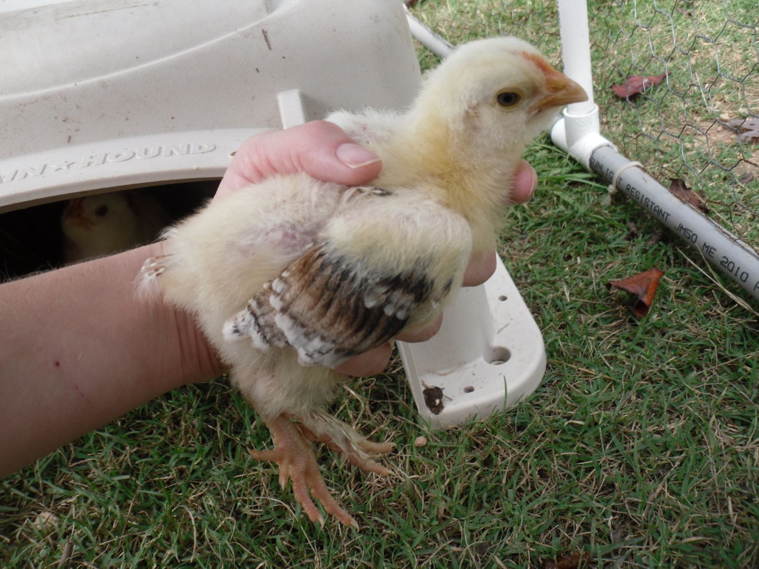 2 Week old Salmon Faverolles; do I have any future hens in the mix?