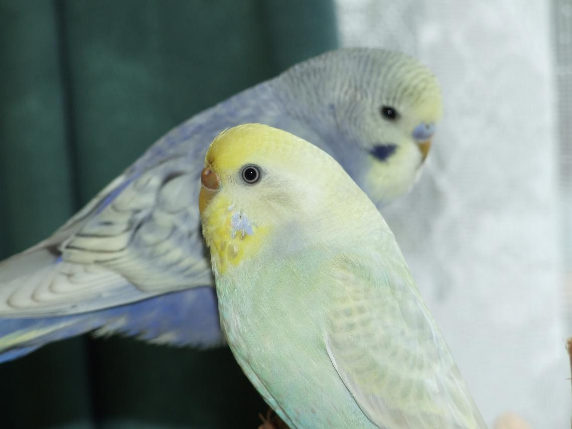 Budgie Trying to Breed with Her Perches.
