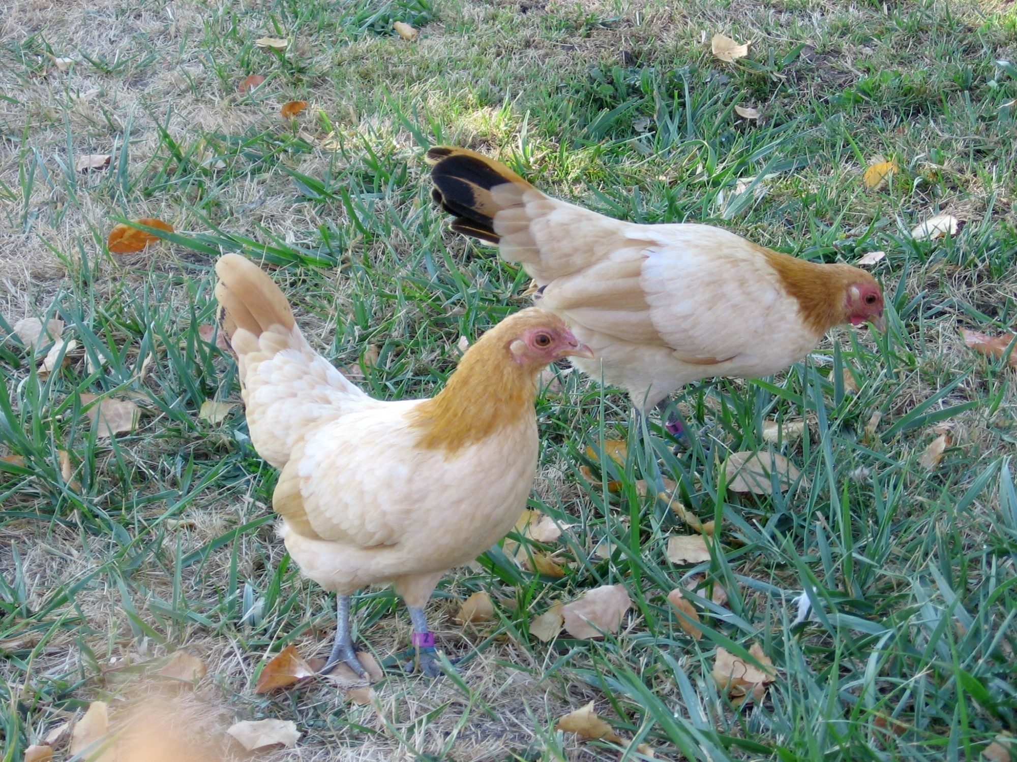 Nankin Bantams Show