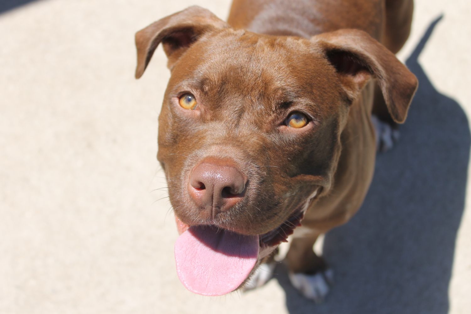 Bully breeds - share your dogs! - Page 10
