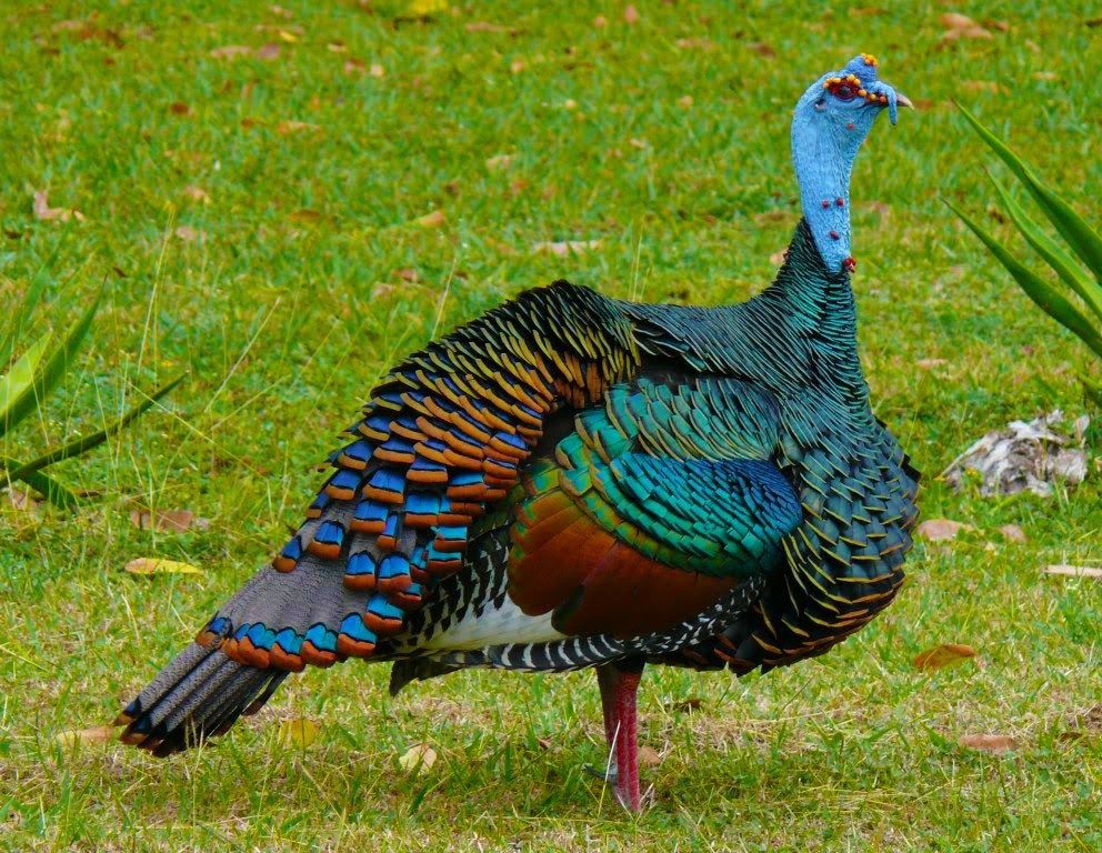 anyone-keep-ocellated-turkeys