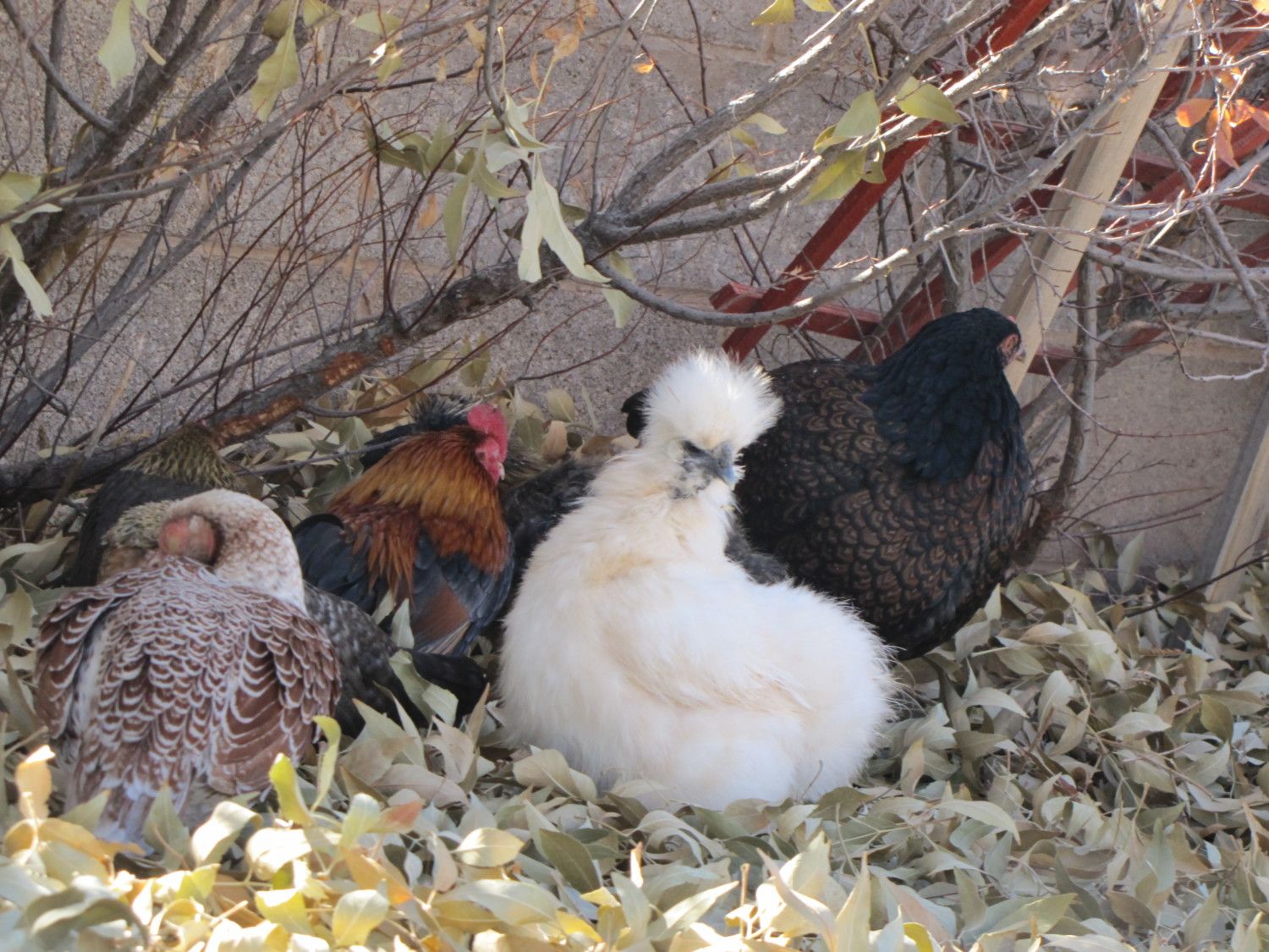 The flock has been enjoying all the leaves I've been collecting/raking in their run.