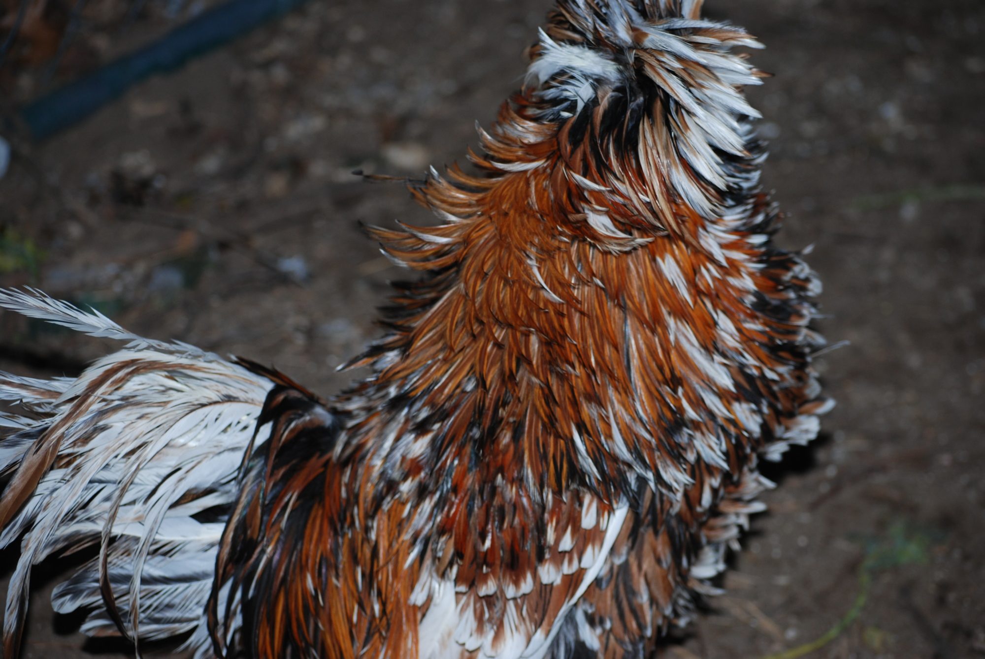 TWO BREEDING QUALITY TOLBUNT POLISH ROOSTERS FOR SALE!!!!