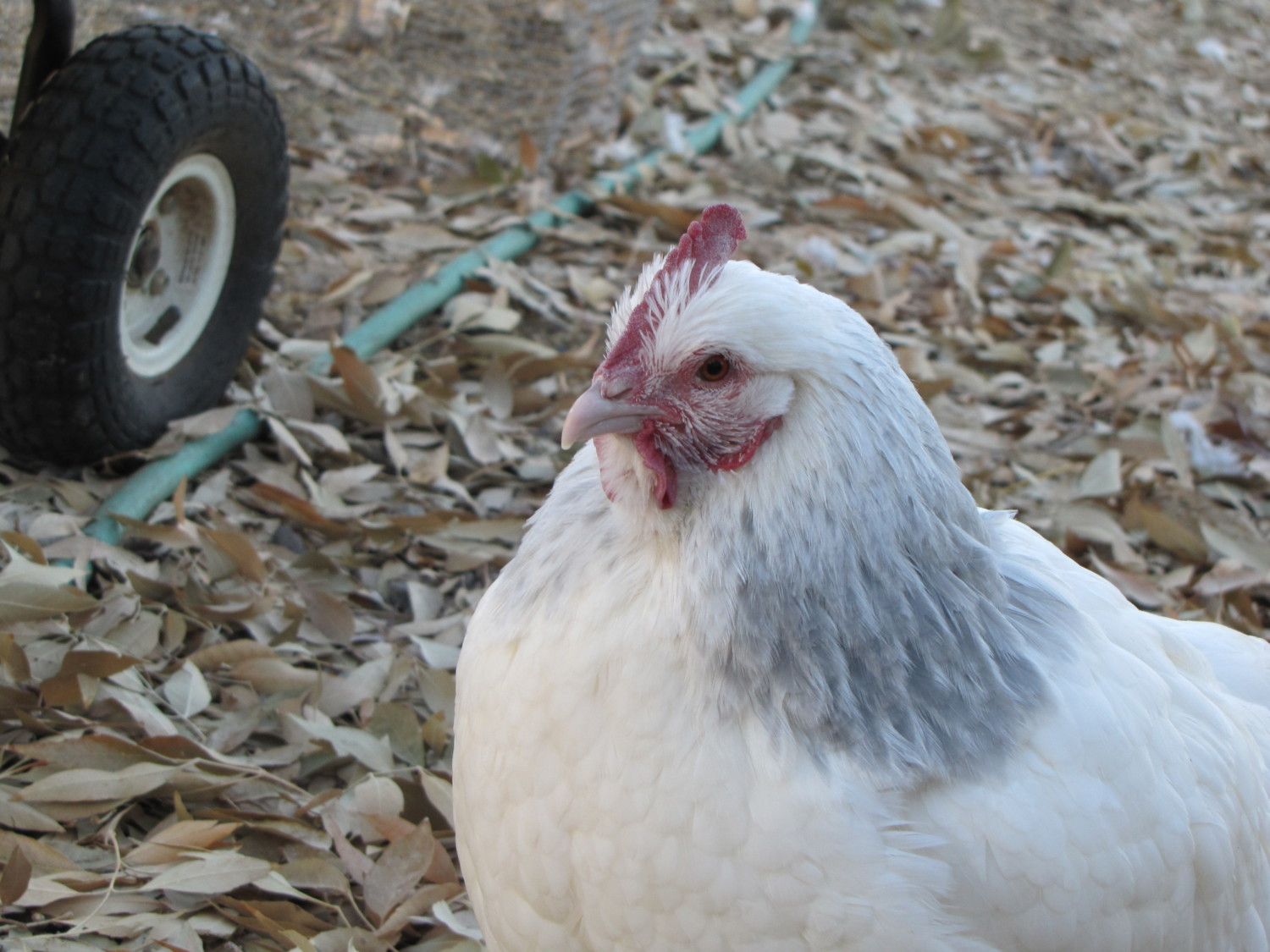 This is the Coronation Sussex hen.