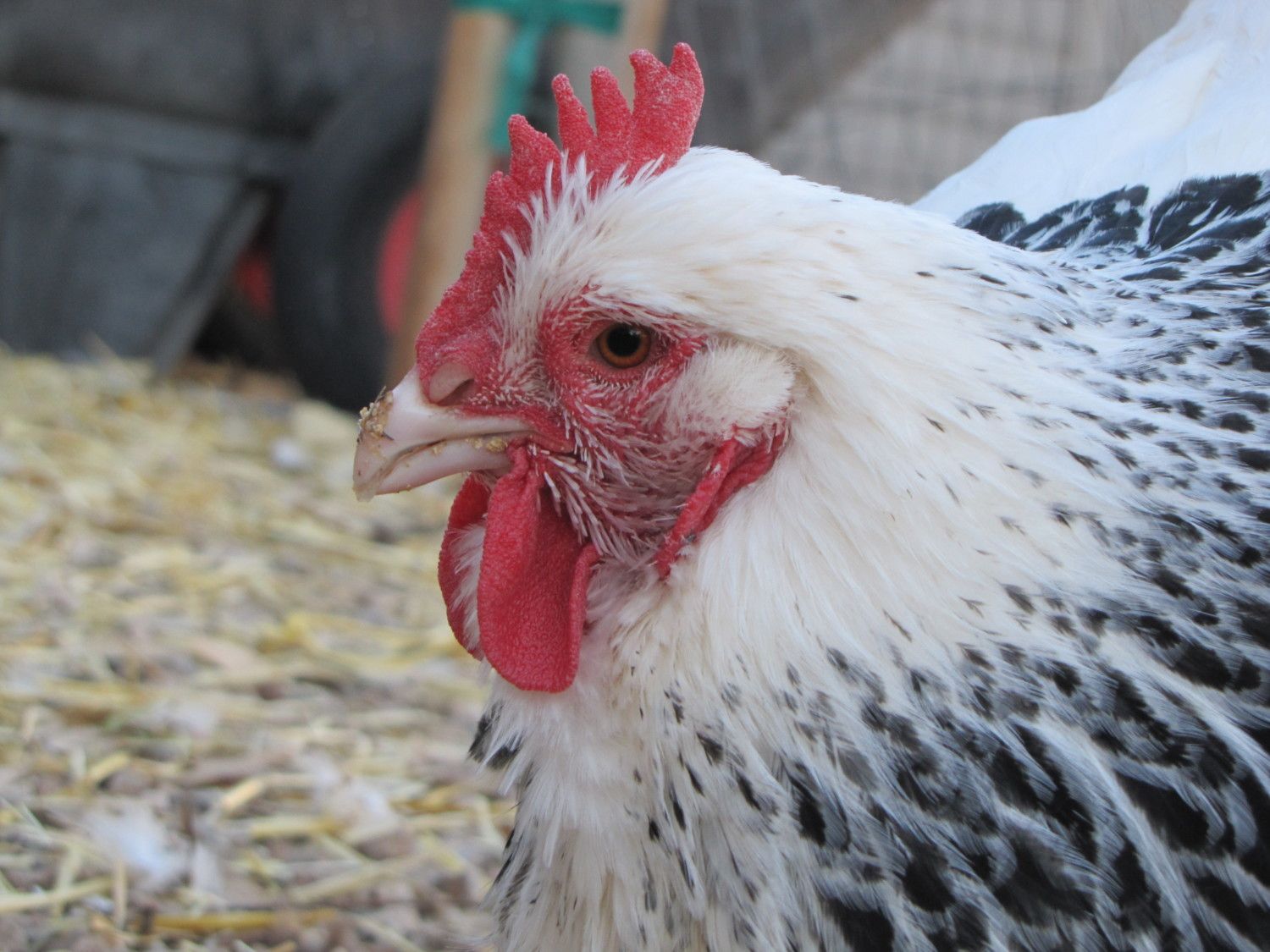 This is Fresno the Light Sussex hen.