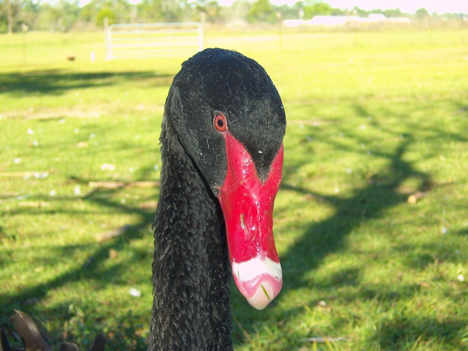 Trio of Adult Black Swans for Sale