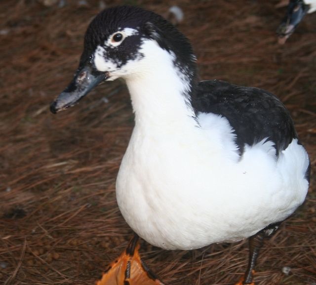 My Muscovy/Pekin crosses are now 7 months old ) Photos