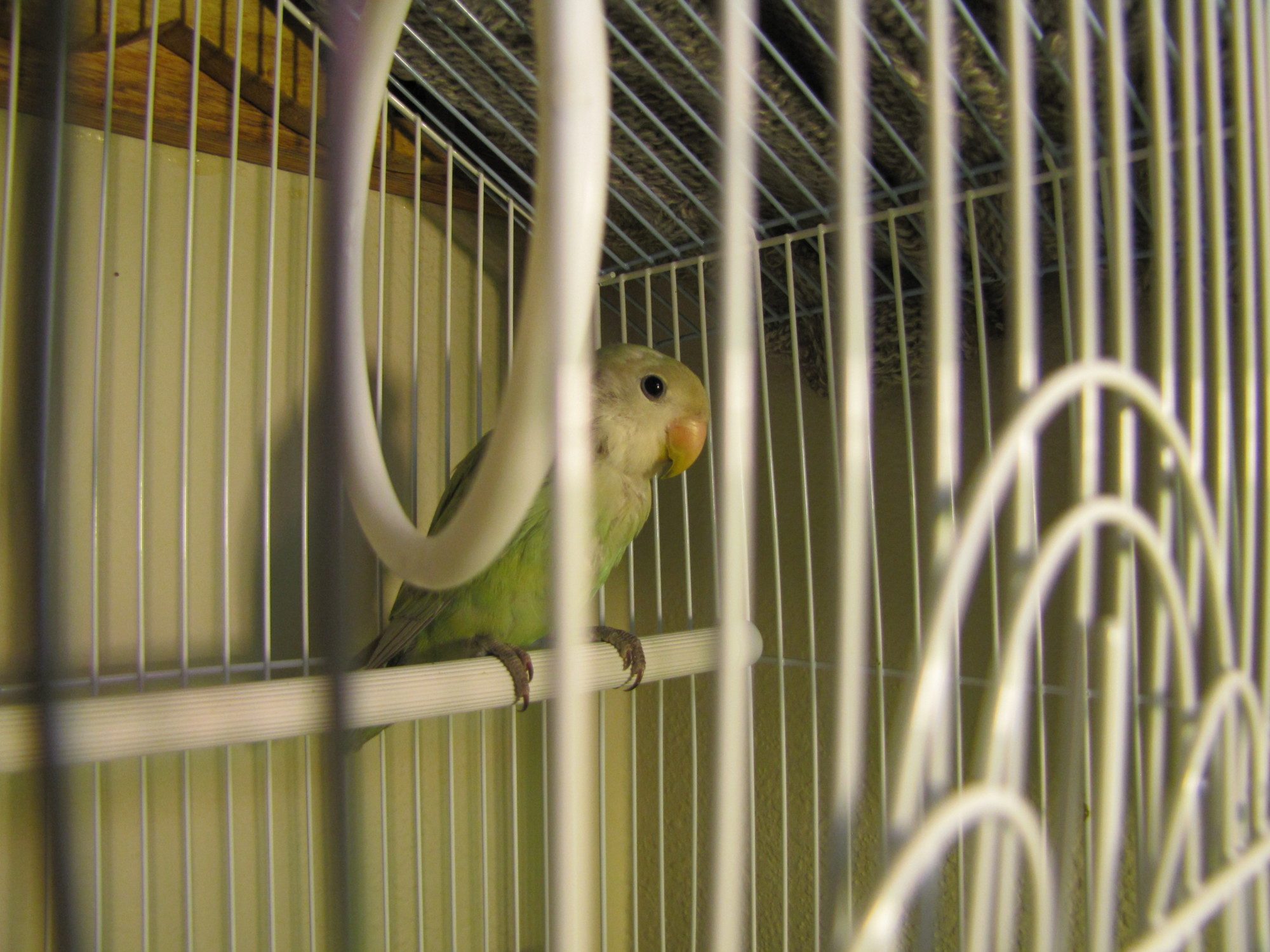 Lovebird I got to babysit.