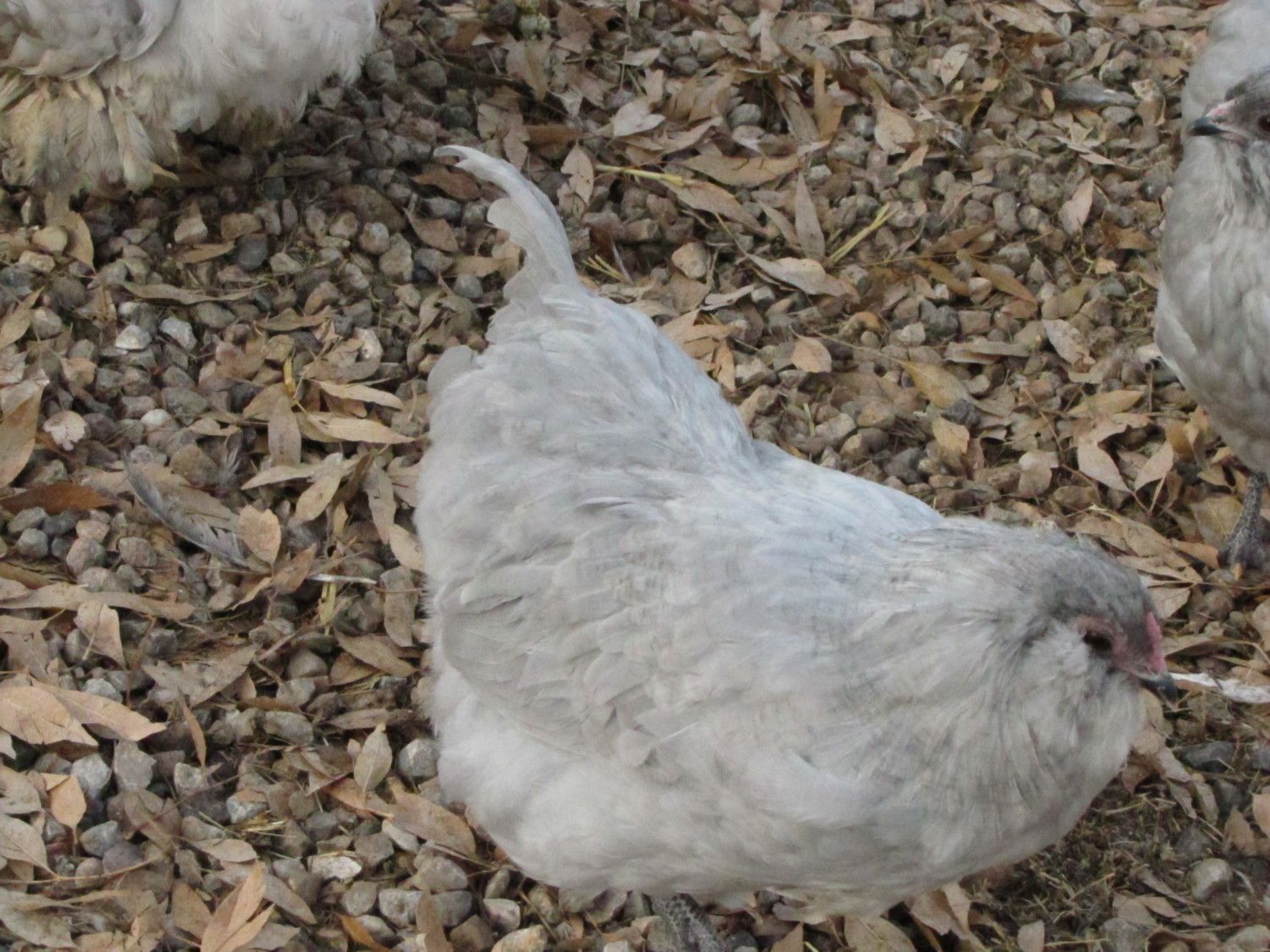 Lavender Ameraucana who turned into a boy.