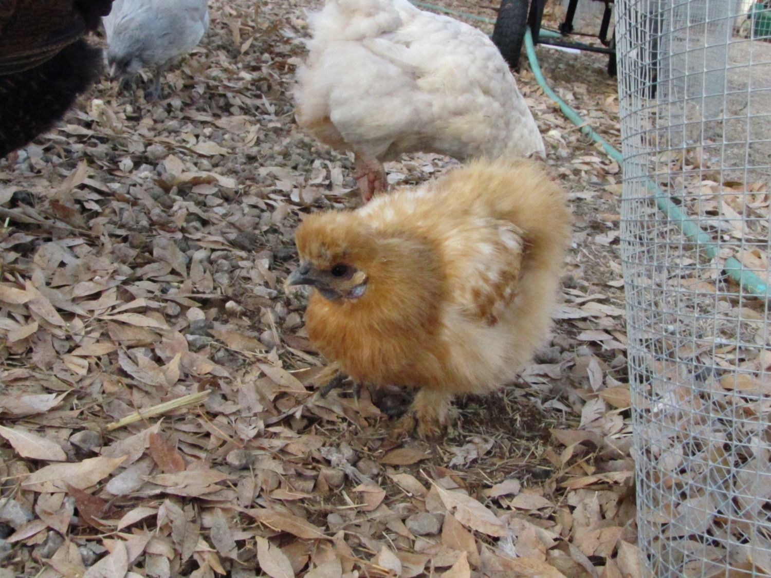 Silkie