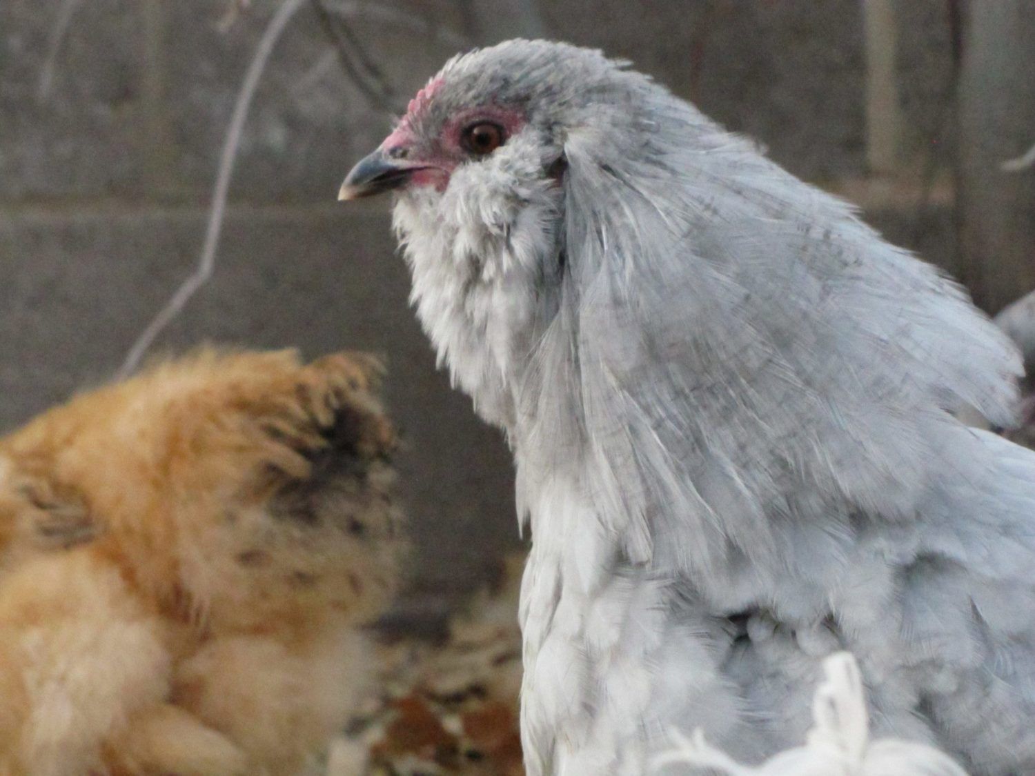 Lavender Ameraucana