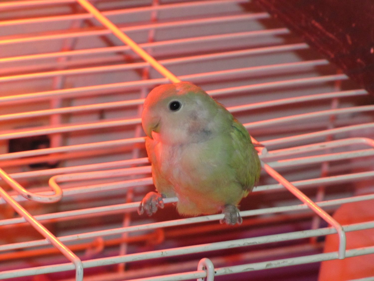 Bandit the lovebird!