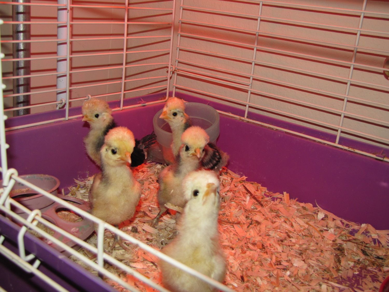 SQ Polish chicks