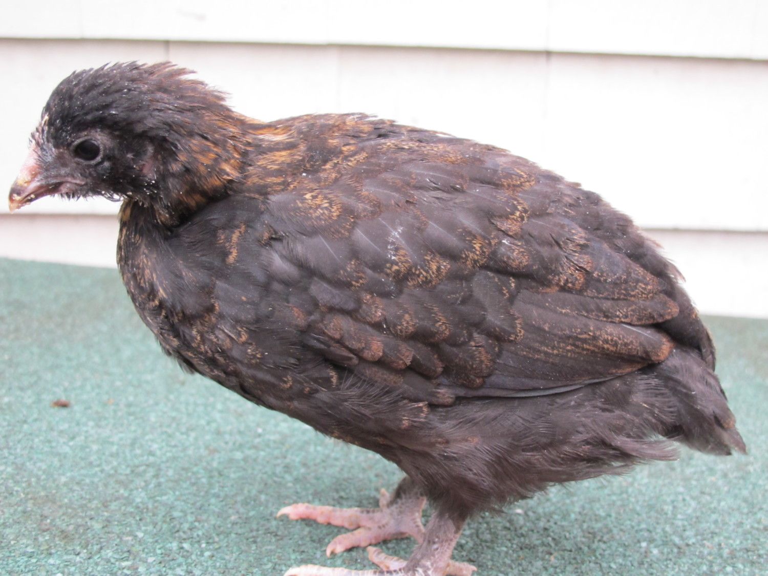**BUY IT NOW** 12+ F2 OLIVE EGGERS**