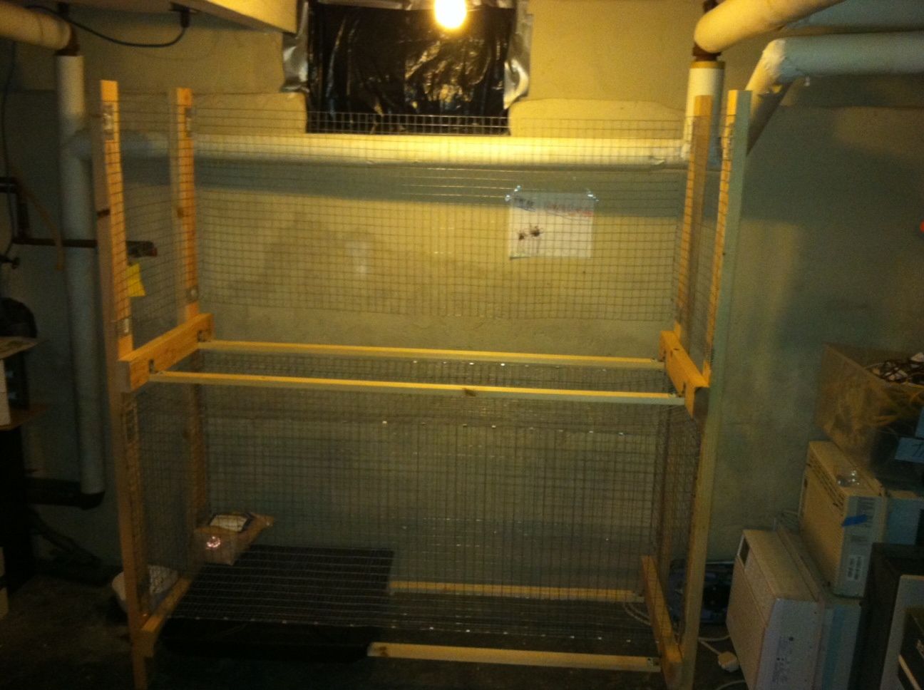 Ideal height for coturnix quail pen