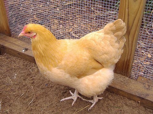 chicken breeds images. Raising BackYard Chickens