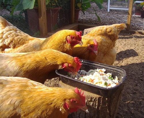 What should you feed hens?