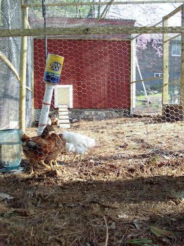 photos of Backyard Chicken Coop Waterer