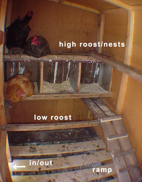 Chicken Co-op Interior