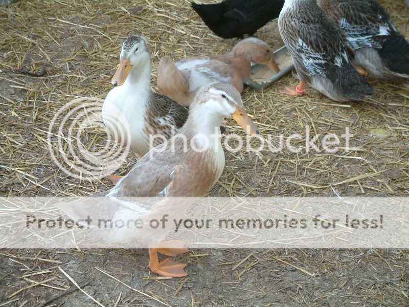 ducklings026.jpg