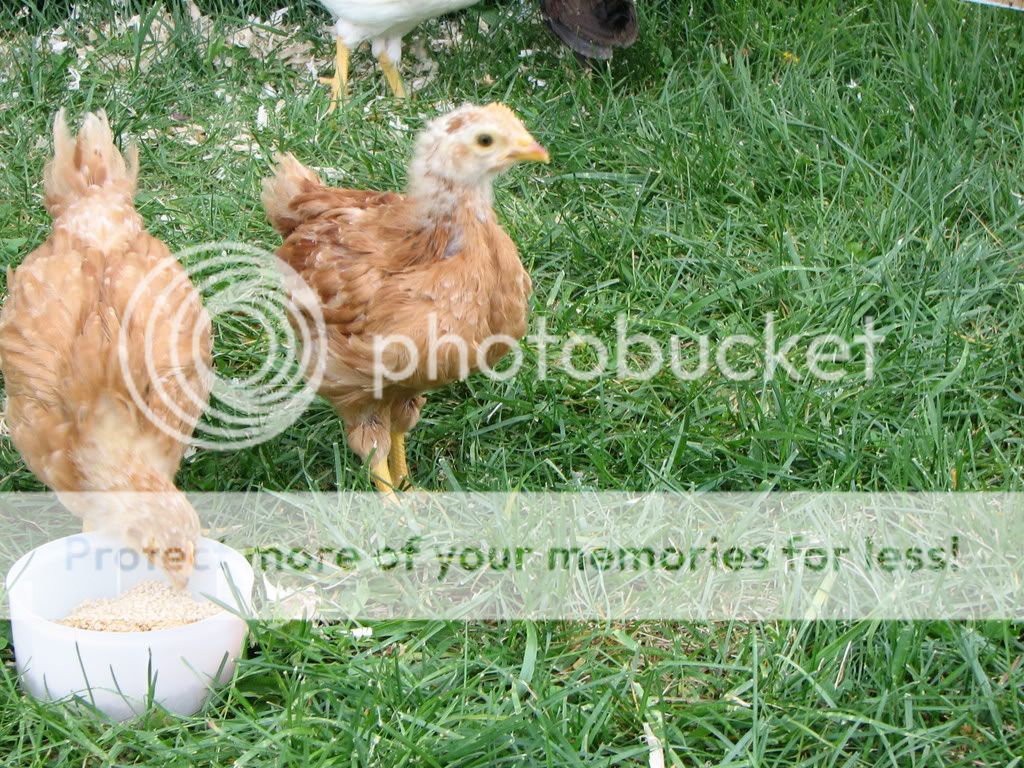 ChickenCoup014.jpg