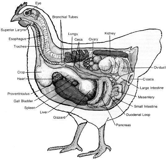 chickenanatomy2.jpg