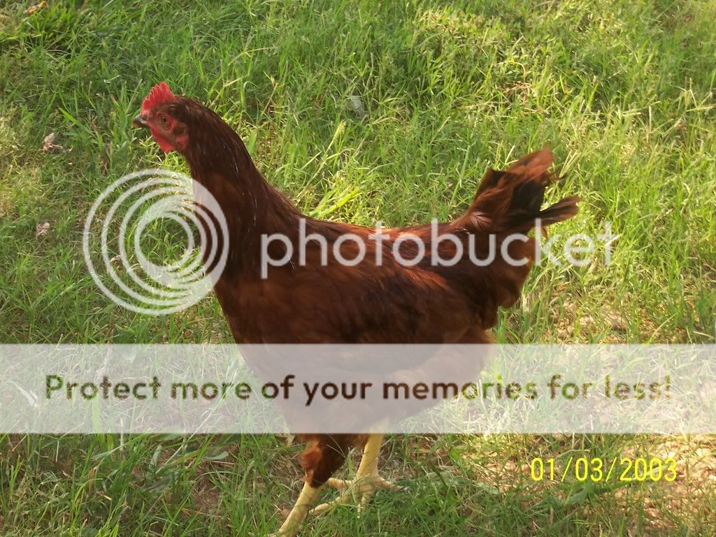 mychickens012.jpg