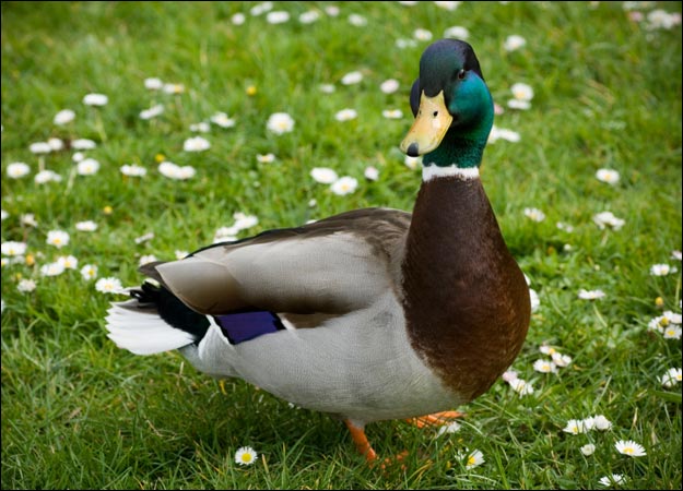 duck-picture%5B1%5D.jpg
