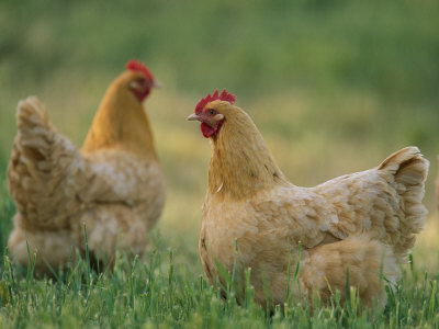 sartore-joel-buff-orpington-hens.jpg