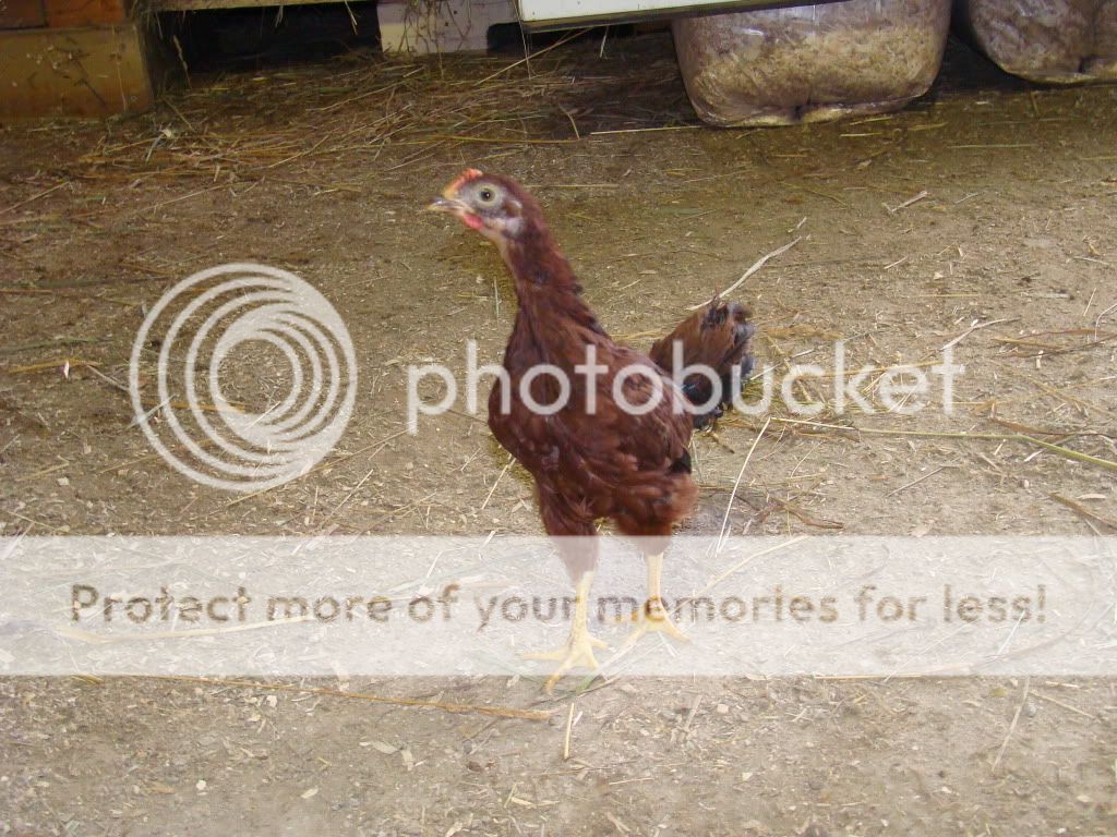 chickens507.jpg