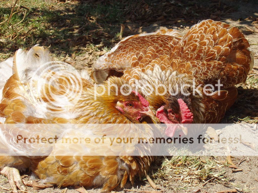 chickens226.jpg
